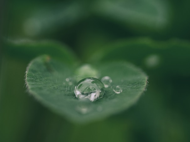 green leaf with water drops
