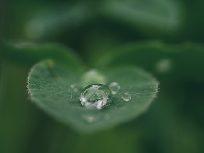 green leaf with water drops