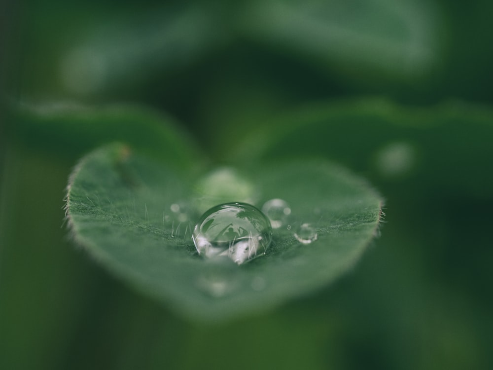 hoja verde con gotas de agua