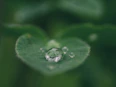 green leaf with water drops