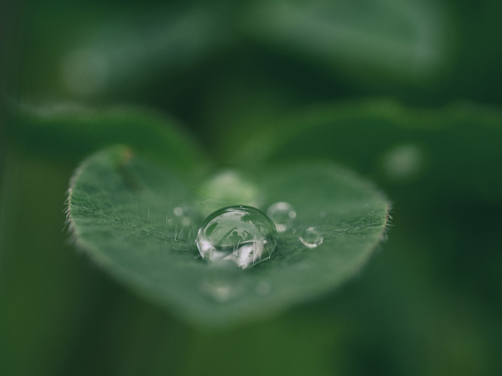 Olympus OM-D E-M10 II + Olympus M.Zuiko Digital ED 60mm F2.8 Macro sample photo. Green leaf with water photography