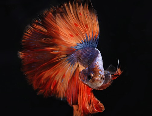 red and silver fighting fish