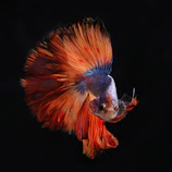 A detailed shot of a betta fish displaying its vivid fins.