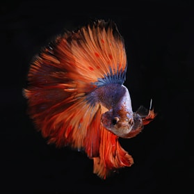 A striking betta fish displaying its flowing fins against a dark background.