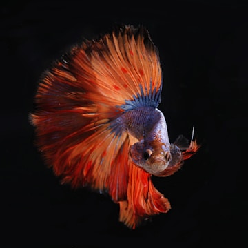 red and silver fighting fish