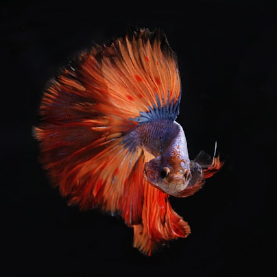 red and silver fighting fish