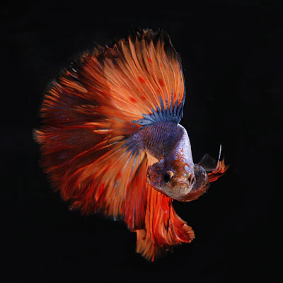 A close-up of a colorful betta fish with flowing fins against a dark background