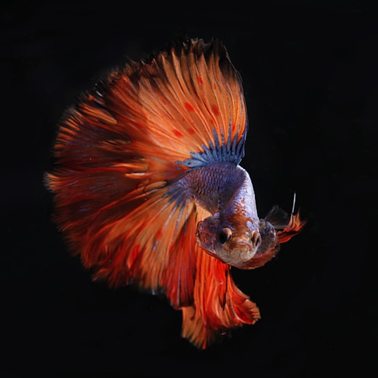A vibrantly colored Betta fish with flowing orange and blue fins, captured against a dark background. The intricate patterns on the fins and scales create a stunning visual contrast.
