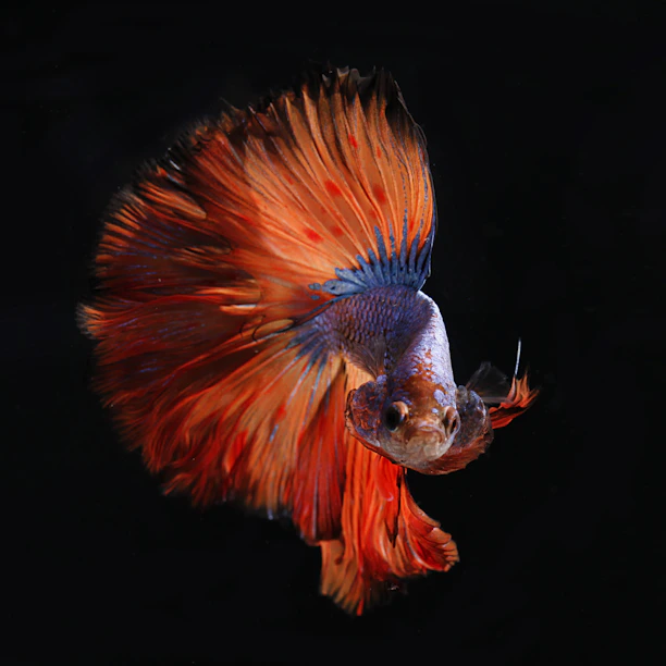 Close-up photo of vibrant Betta fish with flowing fins in various colors