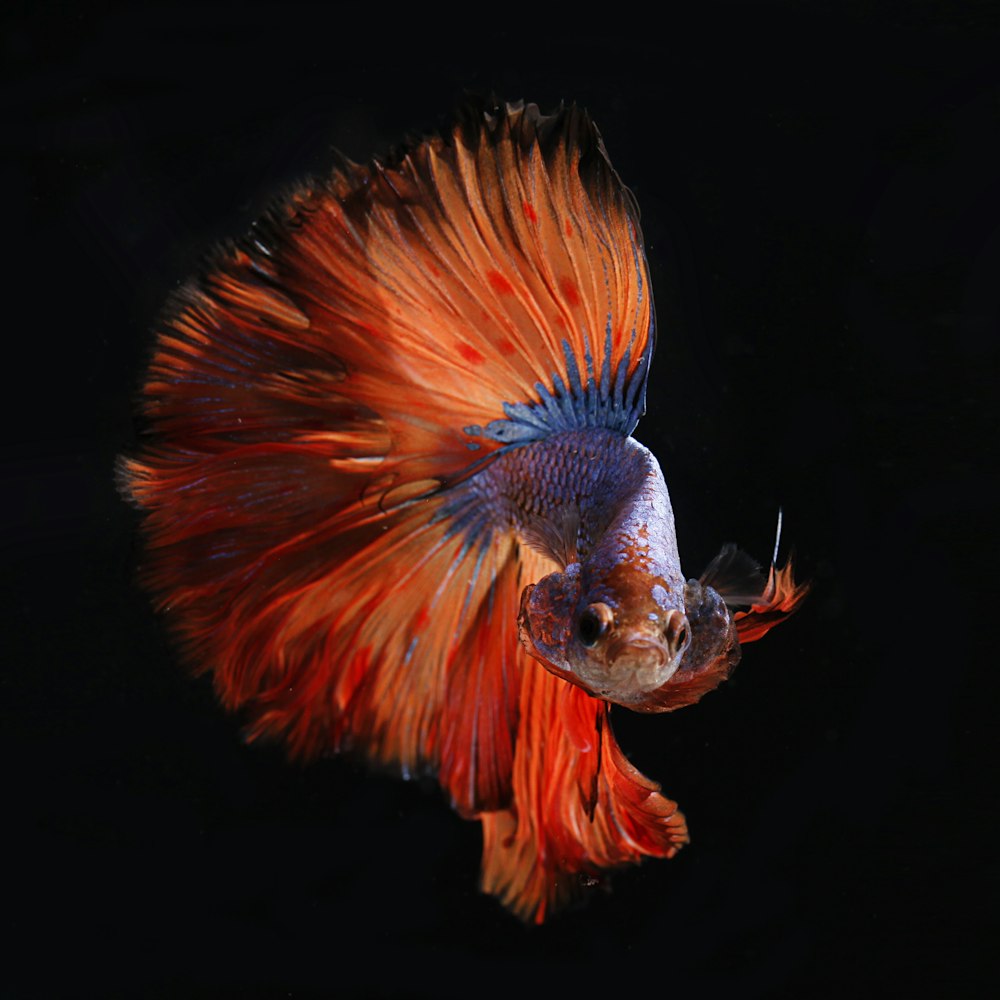 red and silver fighting fish