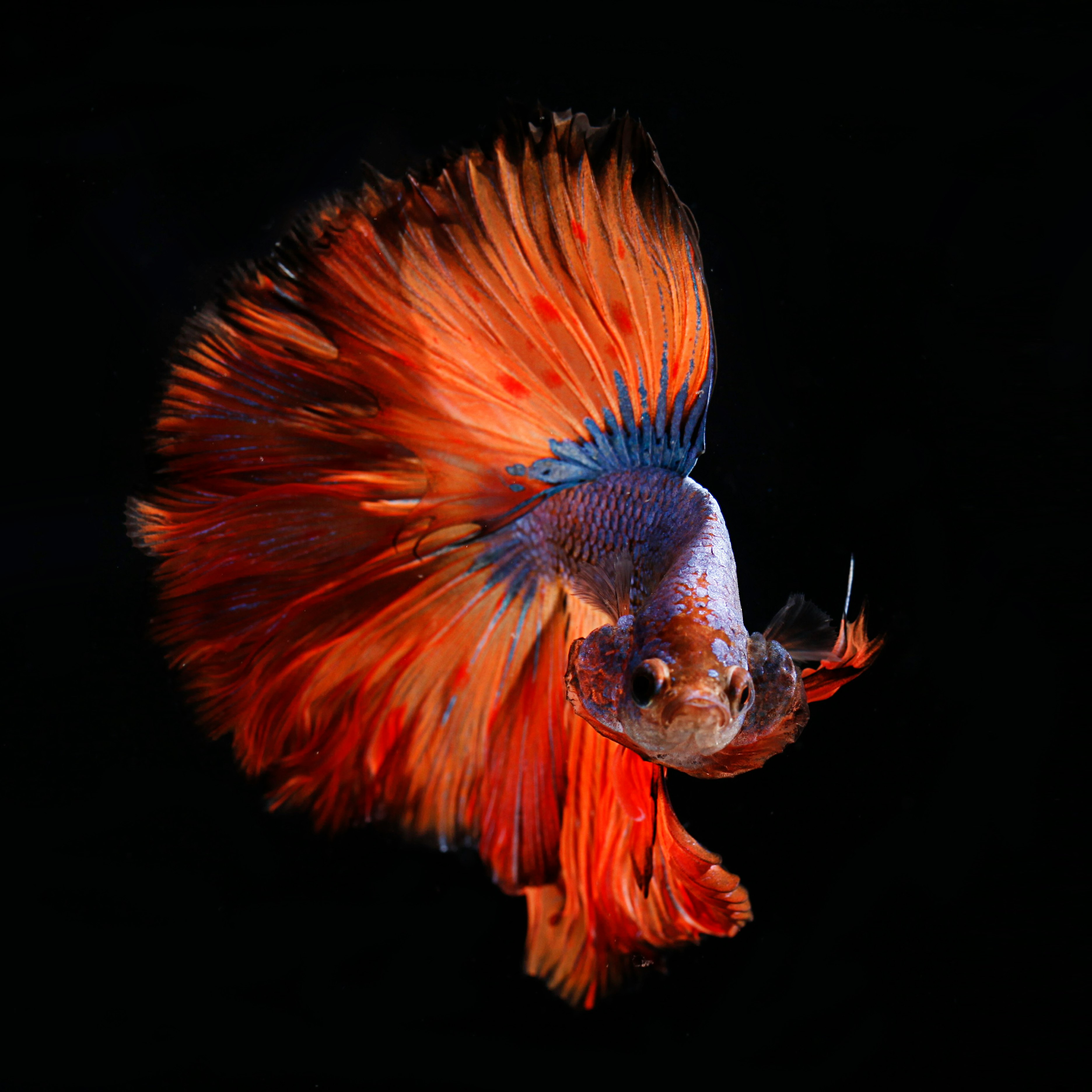 red and silver fighting fish