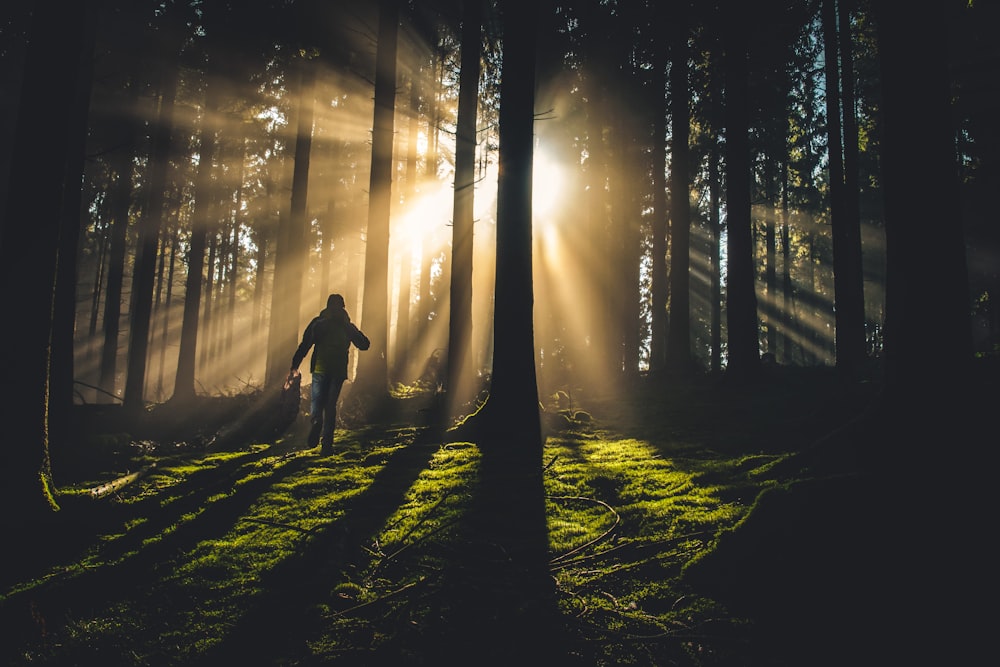 person on forest