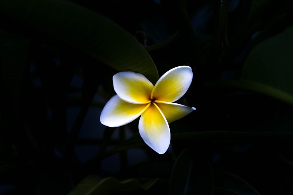 Macrophotographie de fleur blanche et jaune
