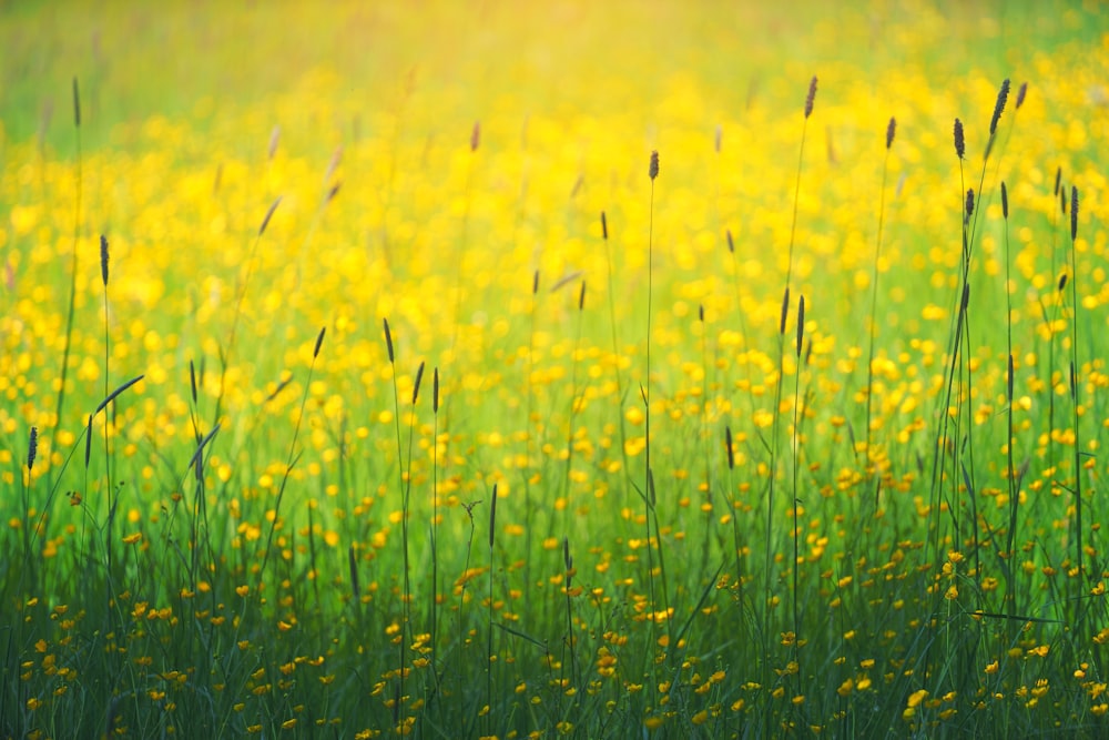 Fotografie eines gelbblättrigen Blumenfeldes