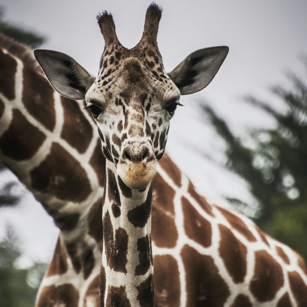 brown and white giraffe in closeup photography