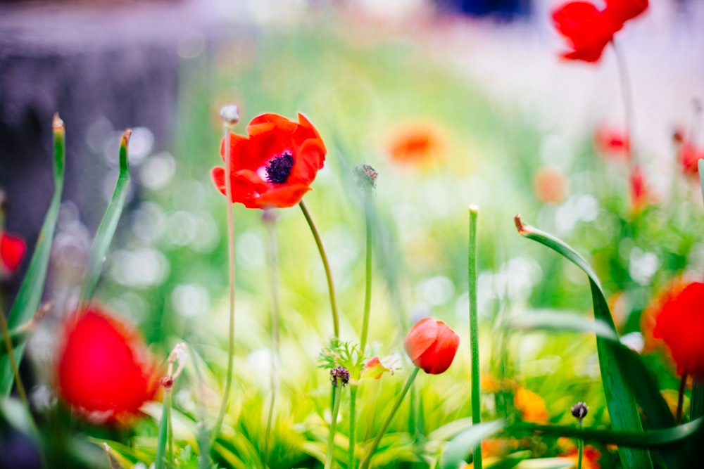 selective focus photography of red petaled flower