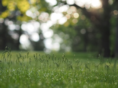 green grass field bokeh teams background