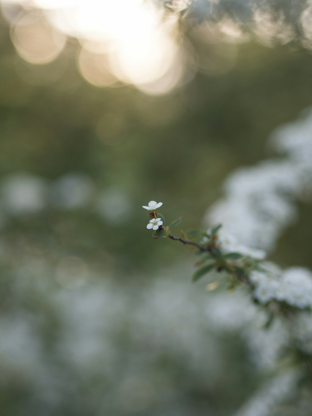 fiori bianchi con foglie verdi