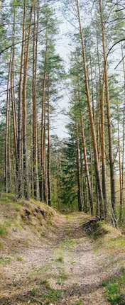 A narrow dirt path winds through a forest filled with tall pine trees. The trees are densely packed, with straight trunks and an abundance of green pine needles. Sunlight filters through the branches, casting dappled shadows on the trail and surrounding undergrowth.