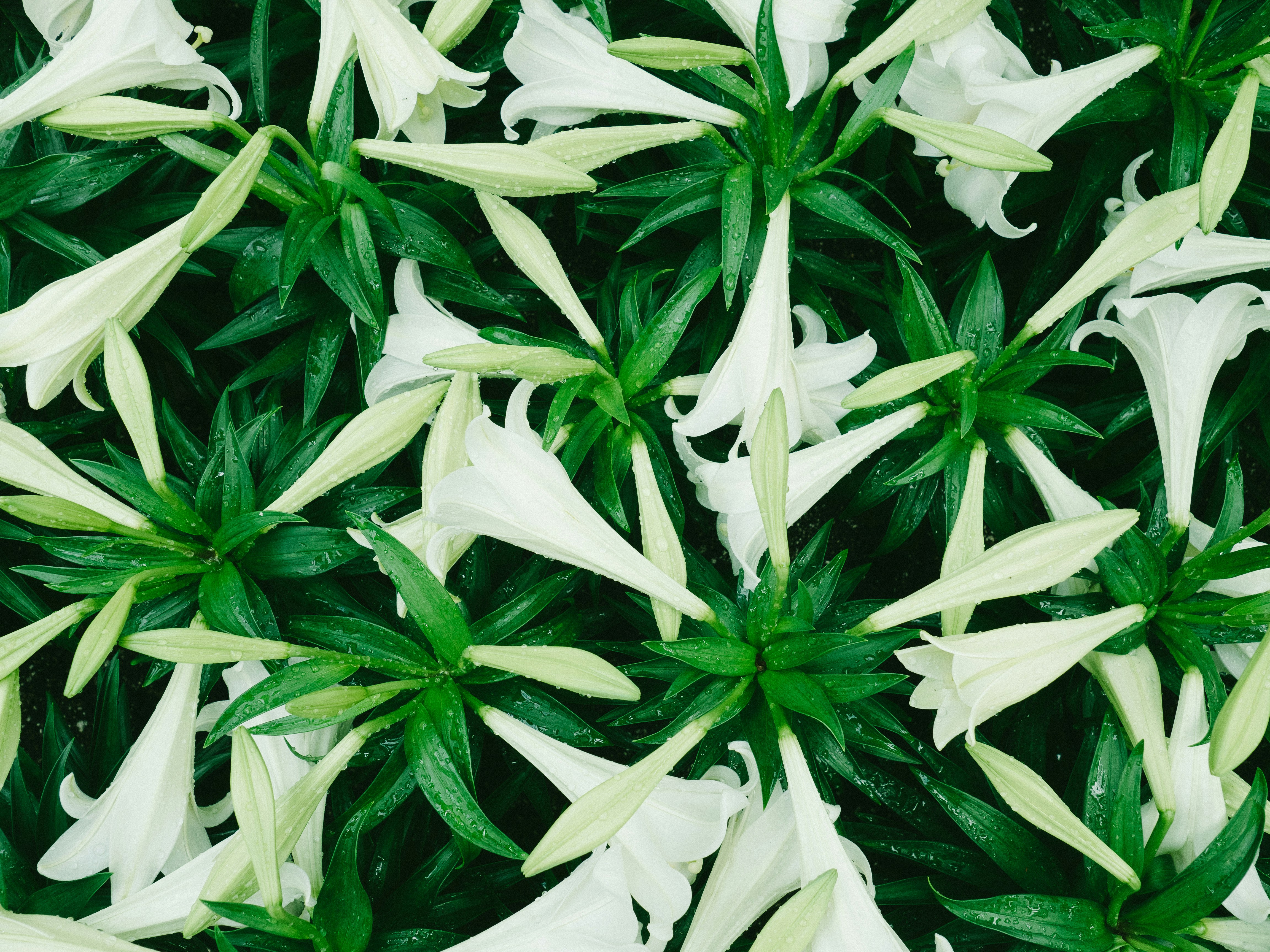 Free Unsplash photo from John Salvino