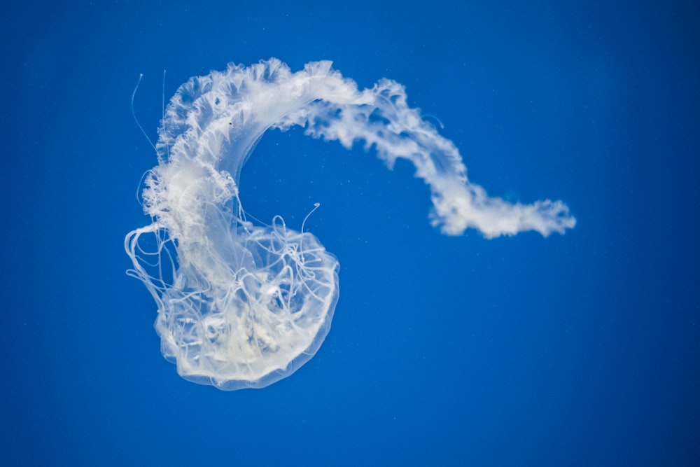 Photographie sous-marine de méduses