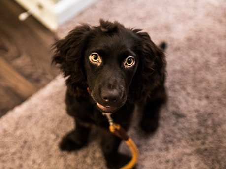 A black dog with wavy fur and bright eyes is sitting on a carpeted floor, looking upwards. The dog appears to be wearing a collar and a leash is visible.