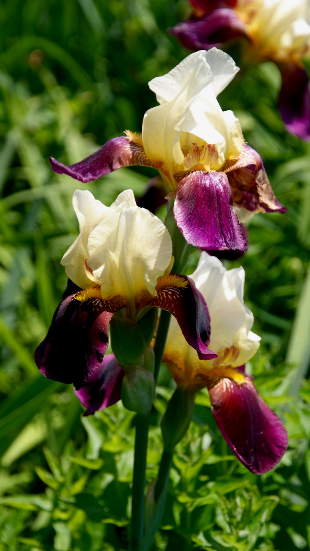 Lila und weiße Blumen in einem Busch.