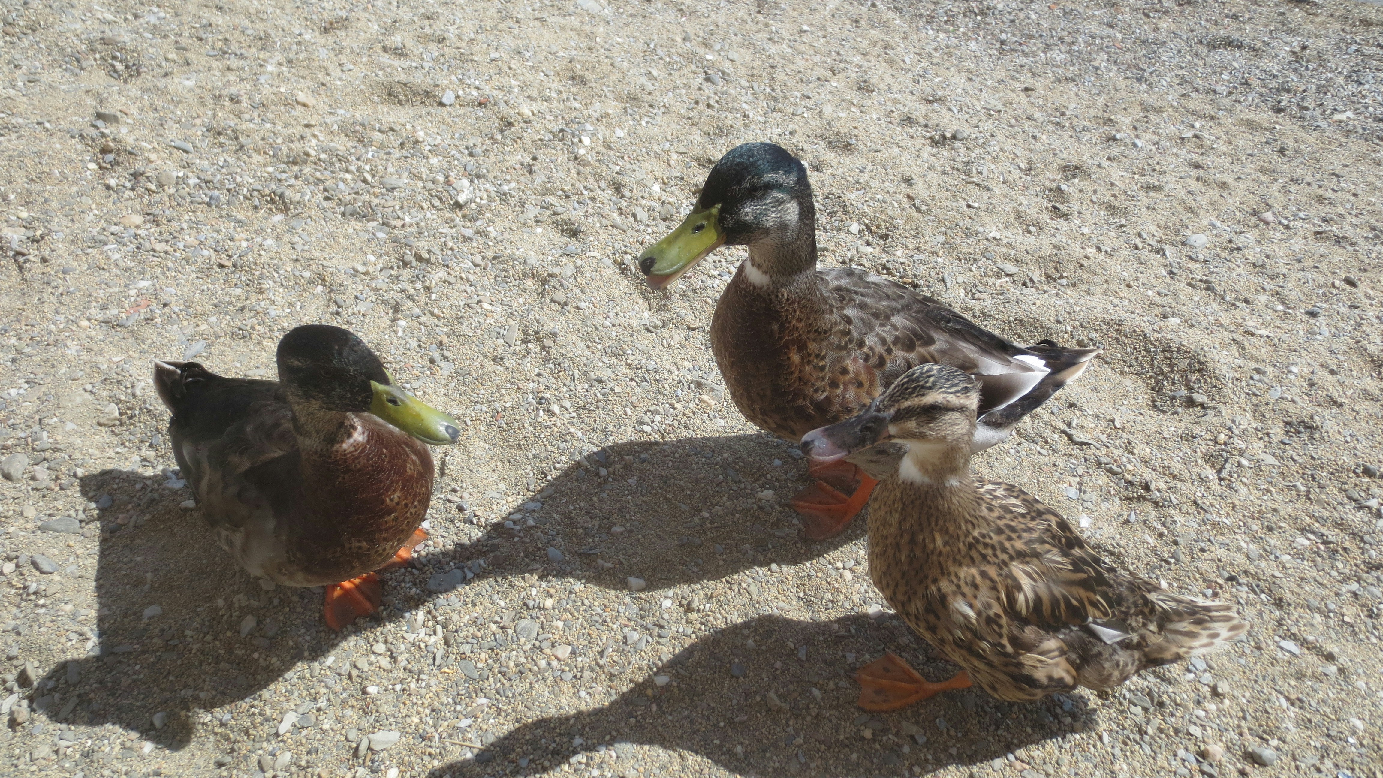 Free Unsplash photo from Daichi Dojima