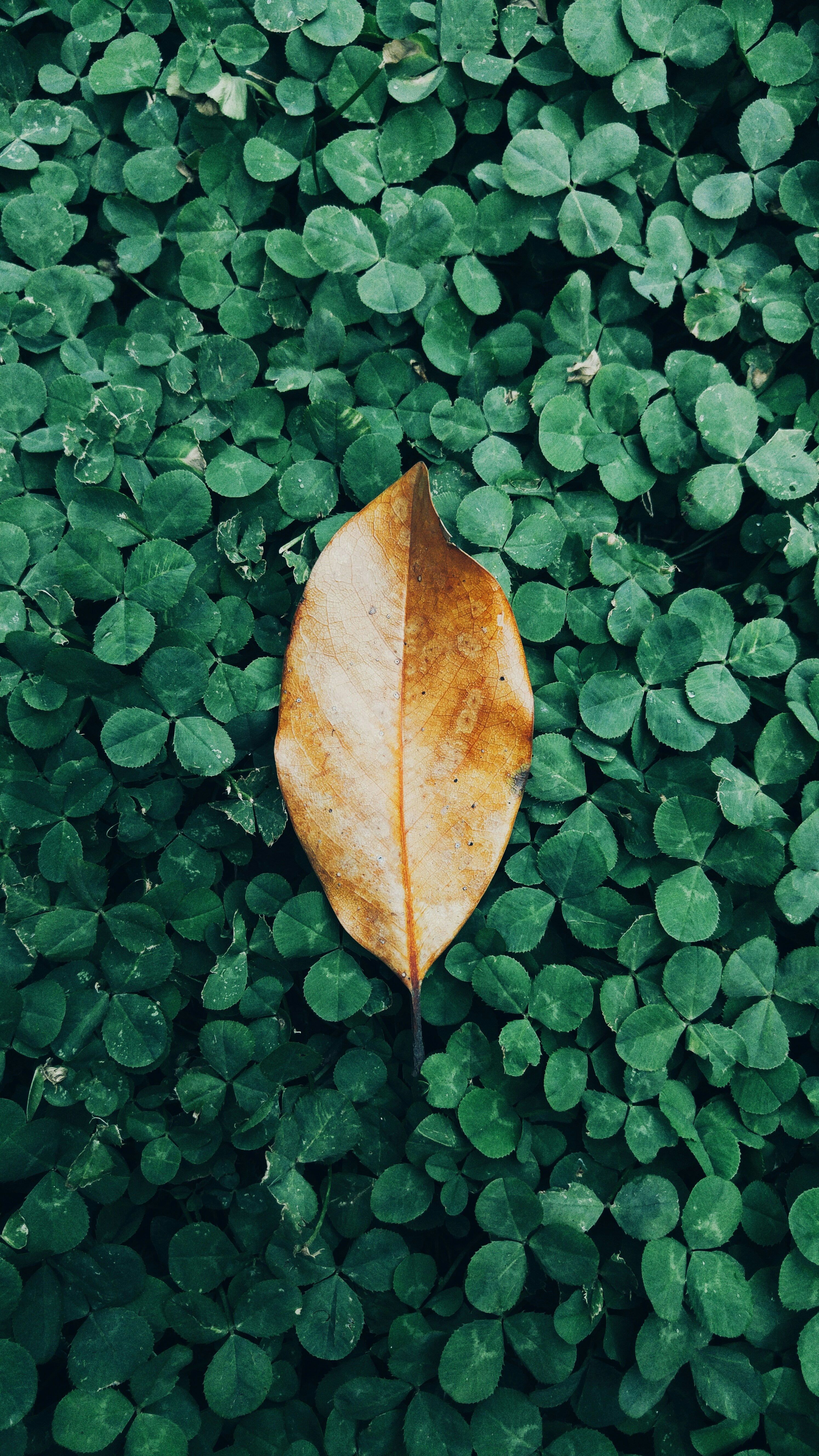 Free Unsplash photo from Faisal patel