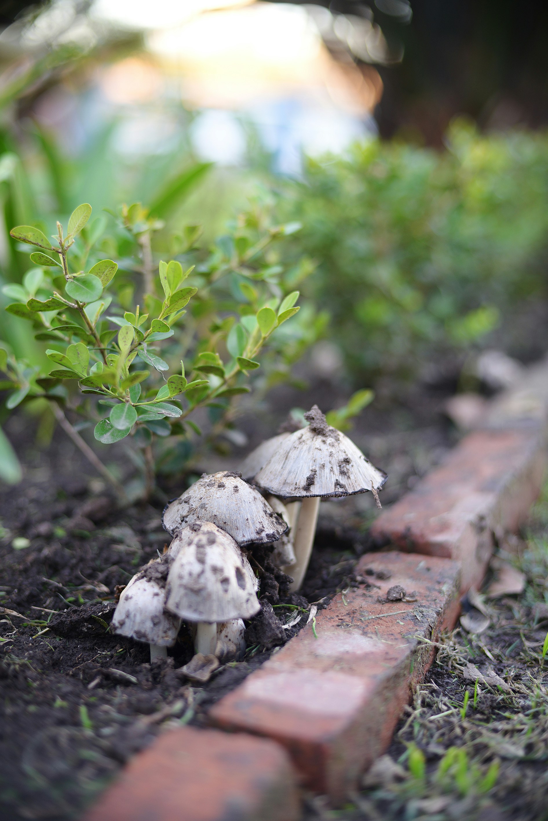 Free Unsplash photo from loli Clement