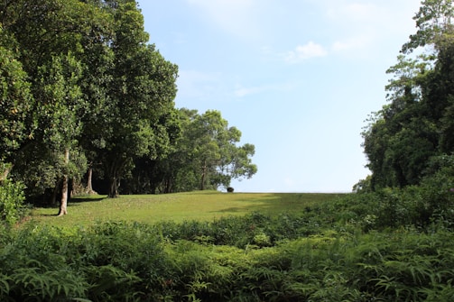 A lush, green meadow surrounded by dense trees on both sides stretches into the distance under a clear blue sky. The trees are tall with thick foliage, providing a serene and natural setting. The vibrant greenery reflects a healthy ecosystem, creating a peaceful and inviting atmosphere.