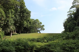 A lush, green meadow surrounded by dense trees on both sides stretches into the distance under a clear blue sky. The trees are tall with thick foliage, providing a serene and natural setting. The vibrant greenery reflects a healthy ecosystem, creating a peaceful and inviting atmosphere.