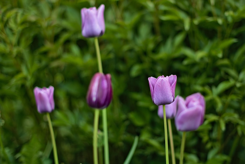 Tulipanes morados erguidos con arbustos en el fondo.