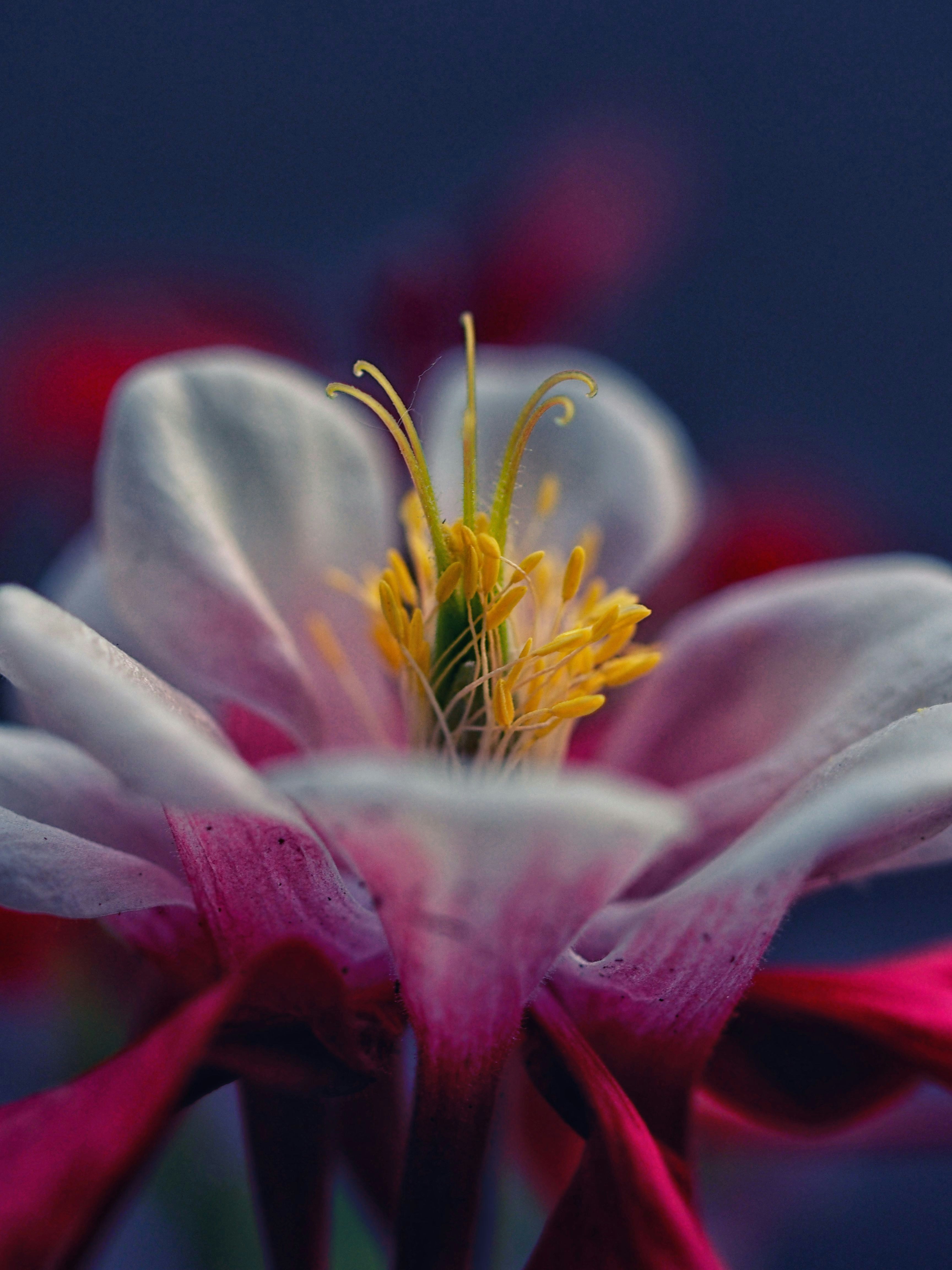 Free Unsplash photo from Arjan de Jong