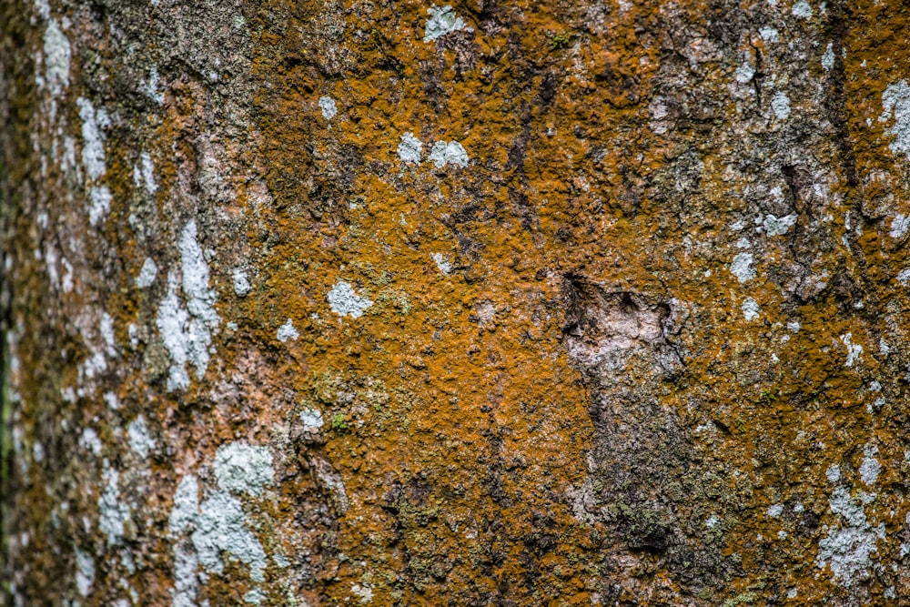 Nahaufnahme von dunkelgelbem Moos auf Baumrinde