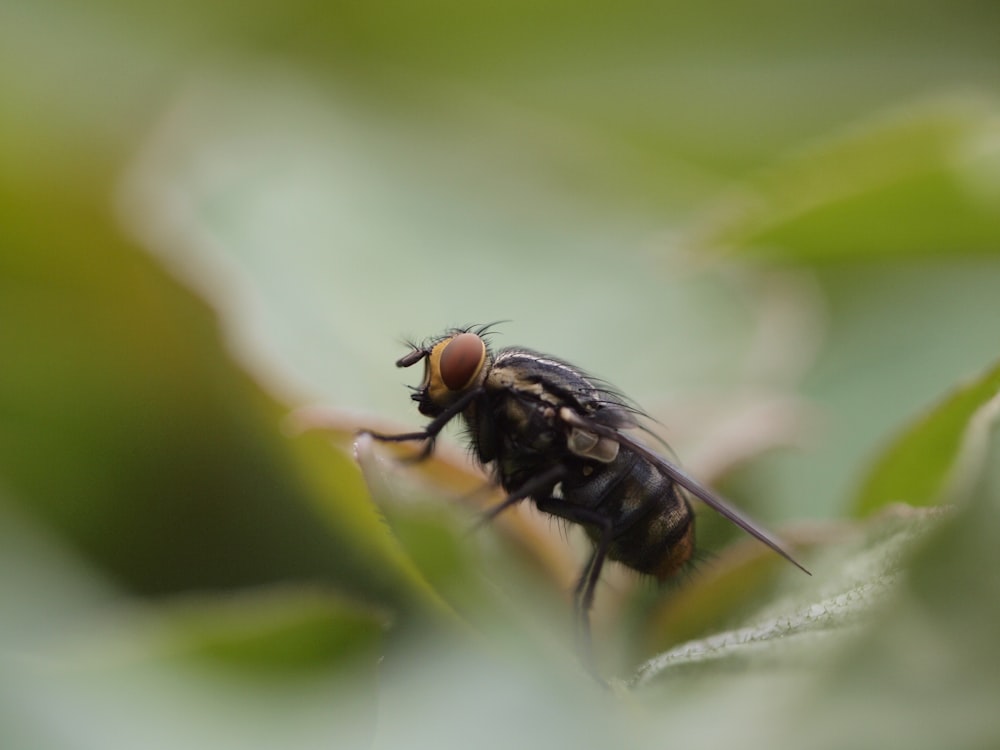 black and brown fly on green leaf