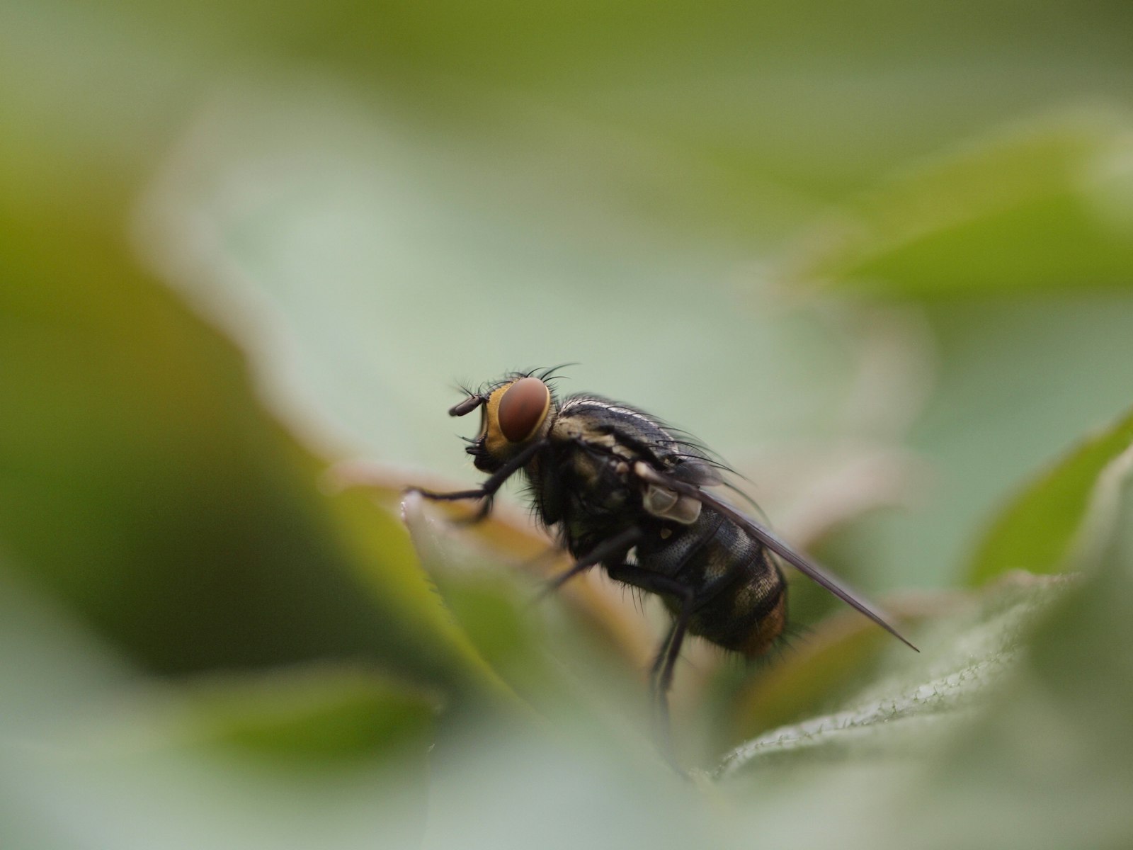 Sigma 150mm F2.8 EX DG Macro HSM sample photo. Black and brown fly photography