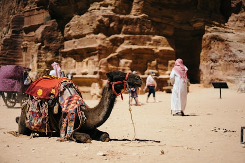camel sitting on ground near people and rocks