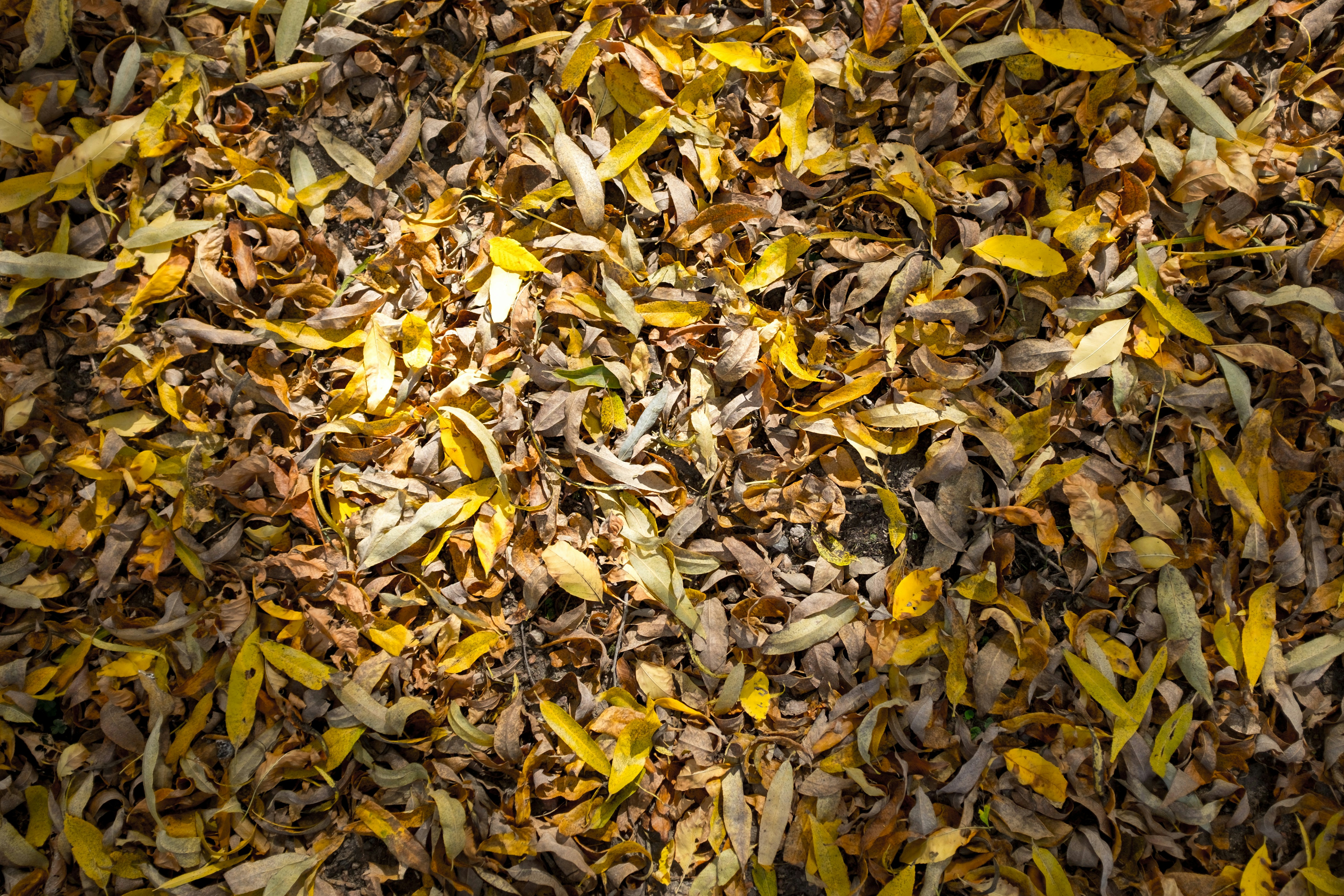 Free Unsplash photo from Bruno Aguirre