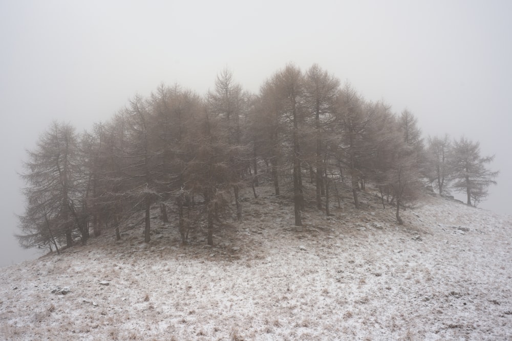 forest covered by fog