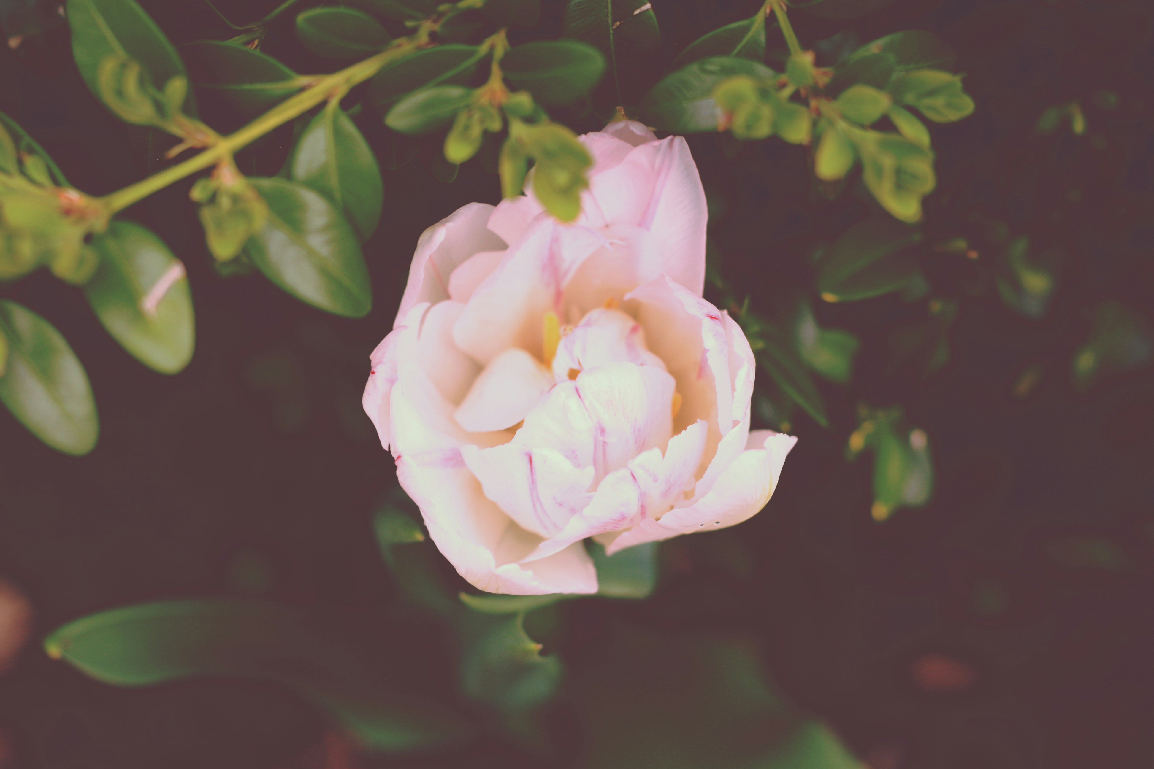 Elegant Peony Scroll