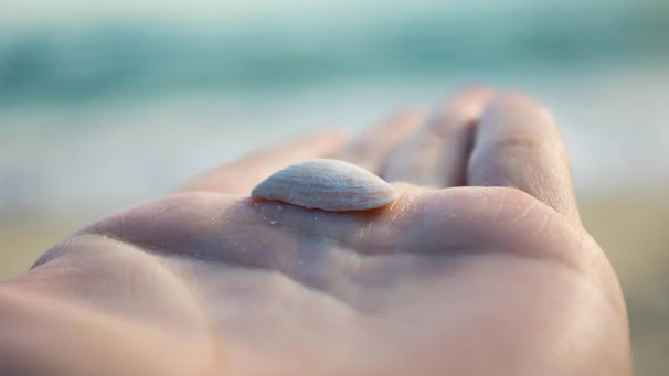 Close-up of hands holding a seashell with a small wooden cross inside.