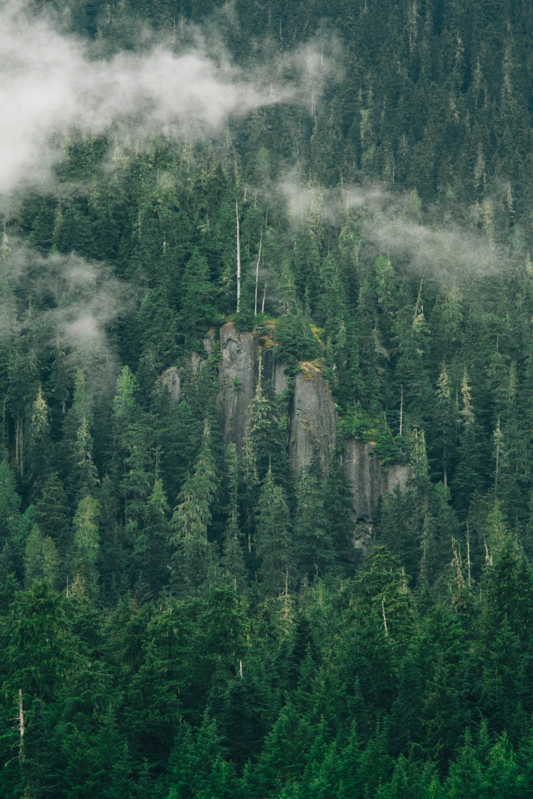 pine tree with smoke