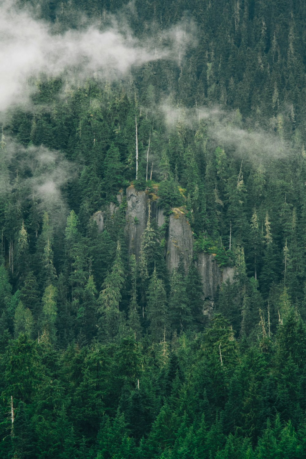 pine tree with smoke