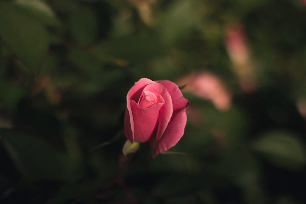 fotografia de foco seletivo de flor de pétala rosa