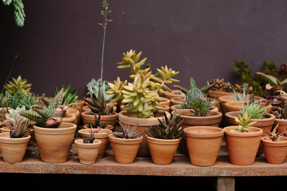 鉢植えの色の植物の詰め合わせ