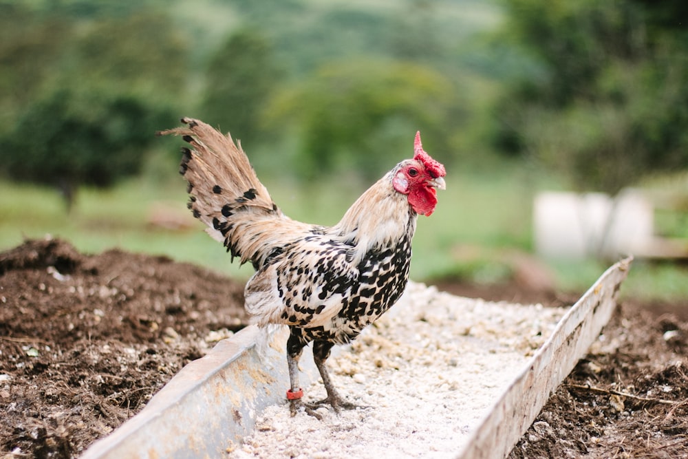 white and black rooster standing on metal feeder