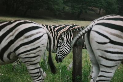 zebras on green grassland during daytime stripe teams background