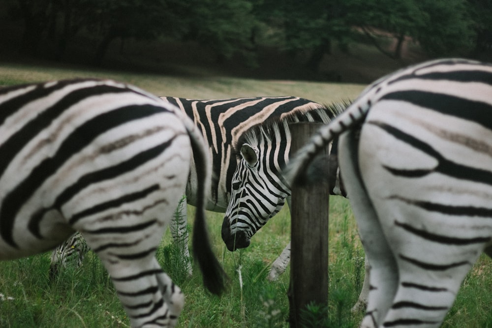 Zebras tagsüber auf grünem Grasland