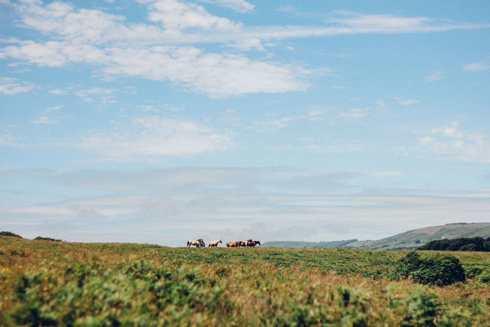 Wild Horses in America: Hard Truths And Final Solution